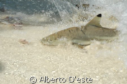 Baby shark in Lankayan Island, Indonesian Borneo by Alberto D'este 